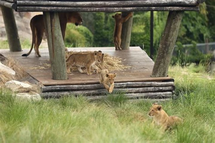
5 Lions Escape Their Enclosure at Australia’s Famed Taronga Zoo Prompting Emergency Lockdown 