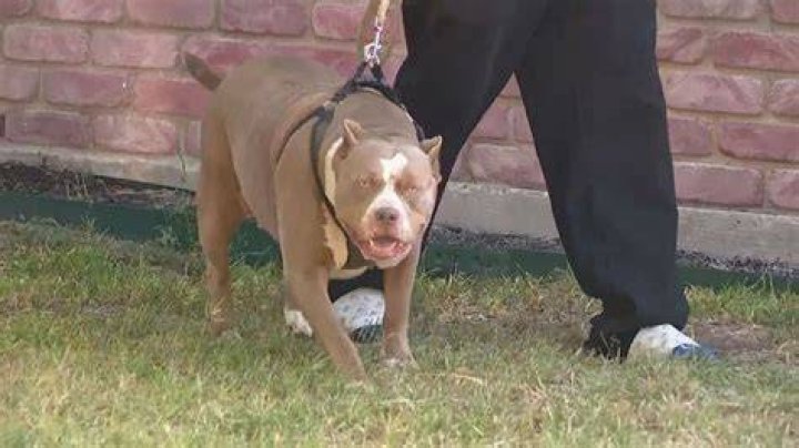 
7-Month-Old Boy ‘Fighting for His Life’ After Being Mauled by Pit Bulls 