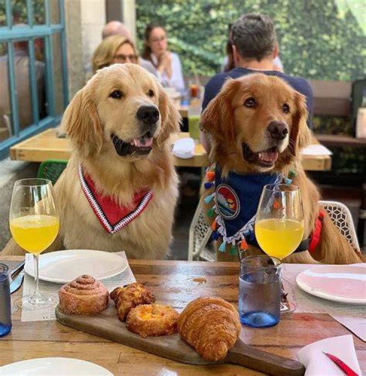 Bark & Brunch | Macaroni KID Boynton Beach
