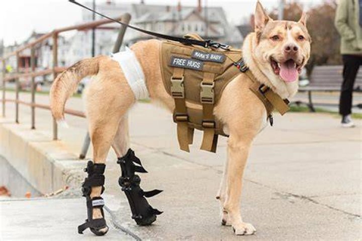 
Dog in Foster Care for 2 Years Learns to Walk with Splints But Is Still Searching for a Home 