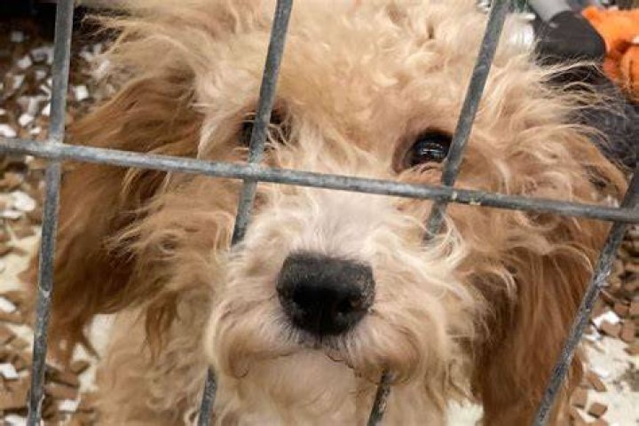 
Formerly ‘Fearful’ Puppy Mill Rescue Dog Becomes ‘Helper Dog’ for Canines Overcoming Trauma 