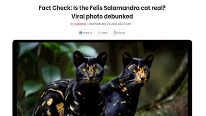 Is the Felis Salamandra cat real? Viral photo debunked