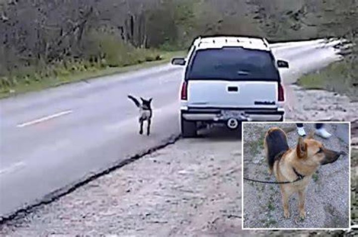
Man dumps helpless pooch on Dallas roadside, drives away: video 