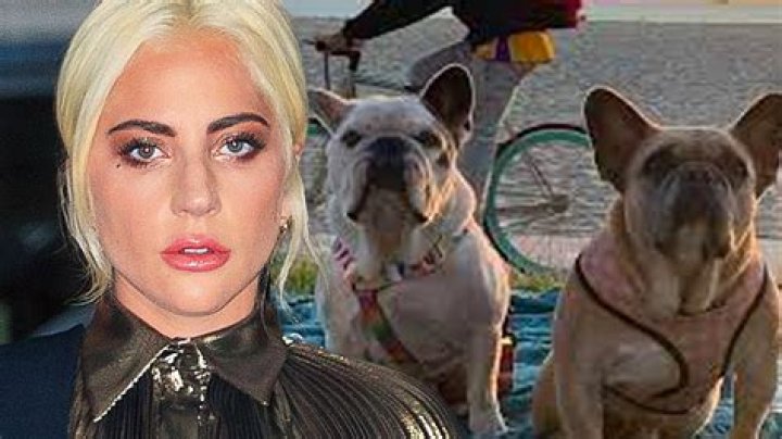 
Man Who Shot Lady Gaga’s Dog Walker During Dognapping Sentenced to 21 Years: ‘I Do Forgive You’ 