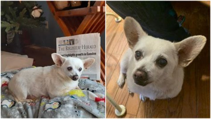 
Ohio’s Chihuahua Mix is the World’s Oldest Living Dog 
