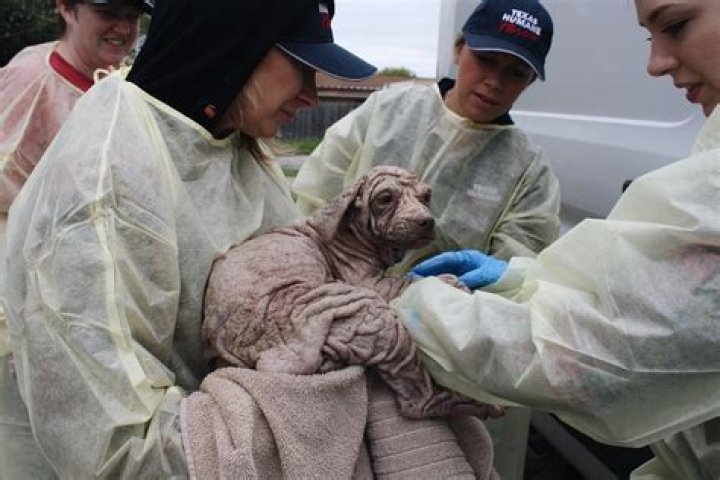 
Texas city fires animal shelter workers after dozens of pets improperly euthanized 