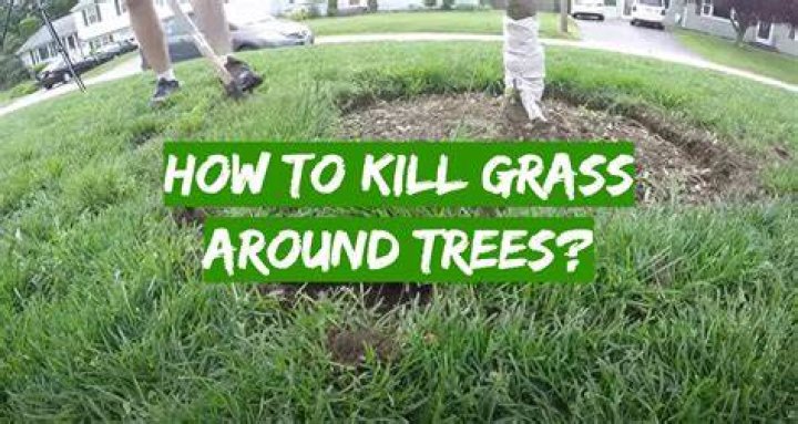 
What kills grass trees? 