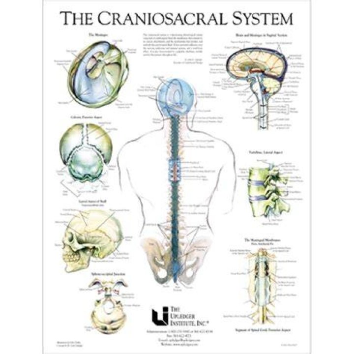 
Which is the craniosacral division? 