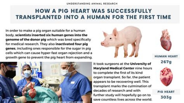 
Who Was David Bennett? Know About The Man Who Got Pig Heart Transplant 